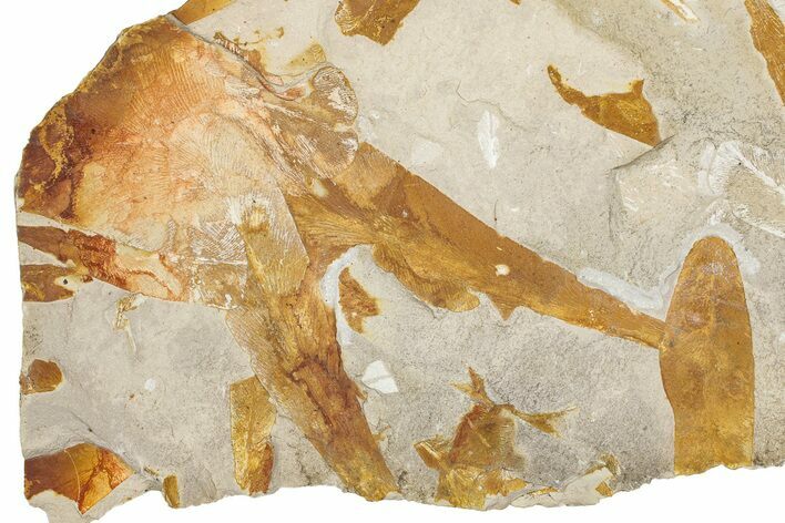 Fossil Seed Fern (Glossopteris) Plate - Australia #351975